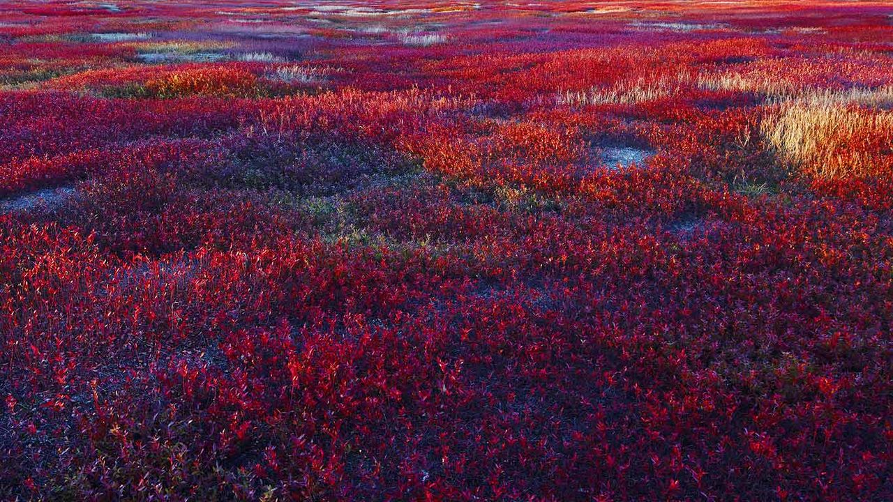Lowbush blueberry barrens near Meddybemps, Maine