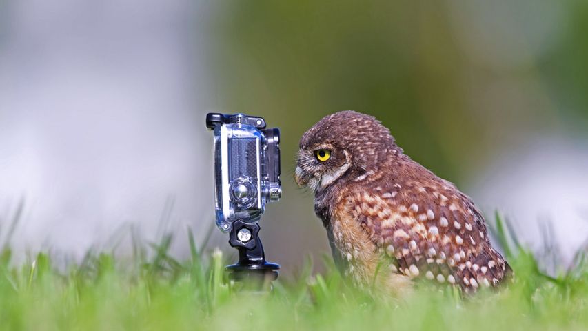 ｢カメラを見るアナホリフクロウ｣米国フロリダ州, ケープコーラル