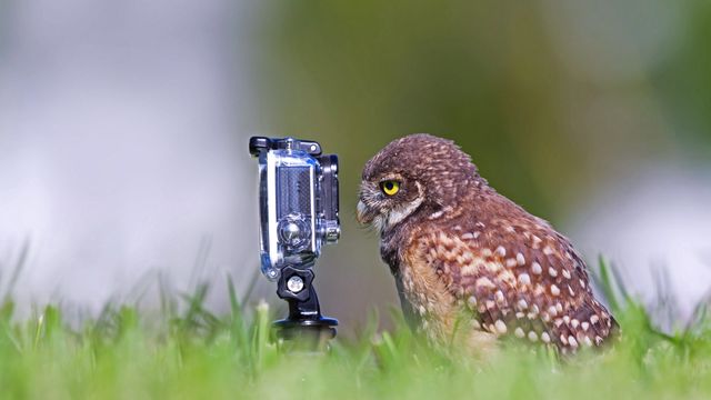 Burrowing owlet posing in Cape Coral, Florida, USA