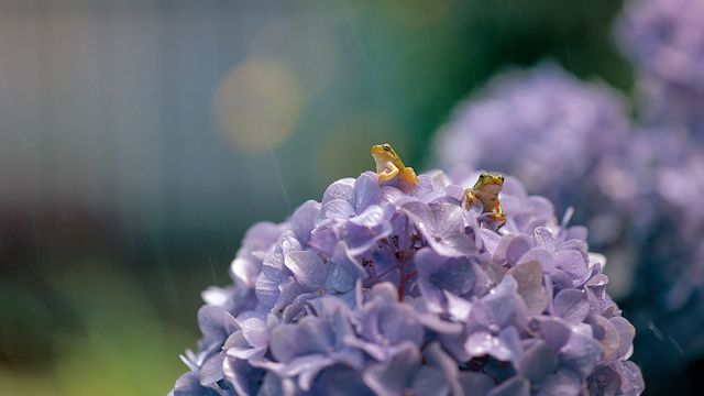 大叶绣球花上的一对日本树蛙,日本滋贺
