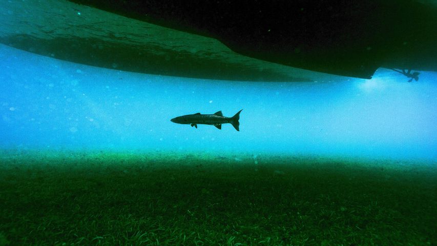 National Geographic Underwater PREMIUM 4K Theme for Windows 10