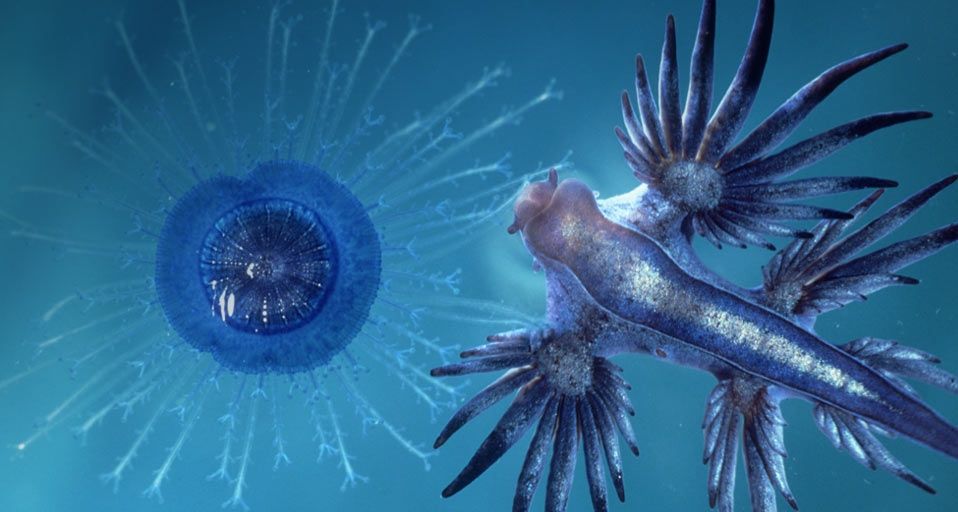 Glaucus Atlanticus sea slug eating Porpita Bermuda