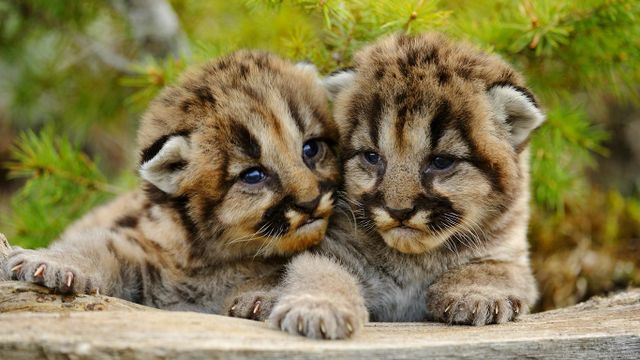 Mountain lion cubs near Bozeman, Montana, USA