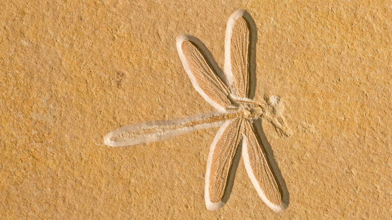 Dragonfly fossil, about 150 million years old, in Solnhofen, Bavaria, Germany