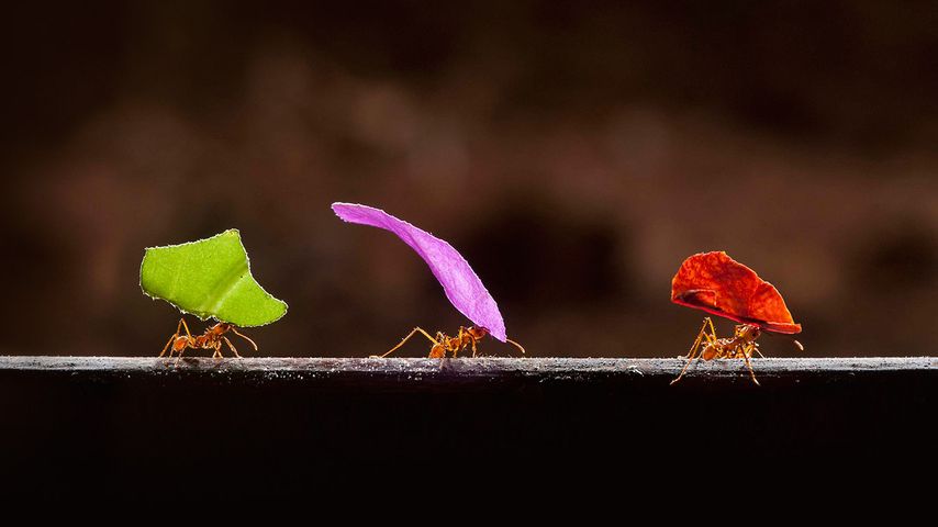 Leafcutter ants in Boca Tapada, Costa Rica