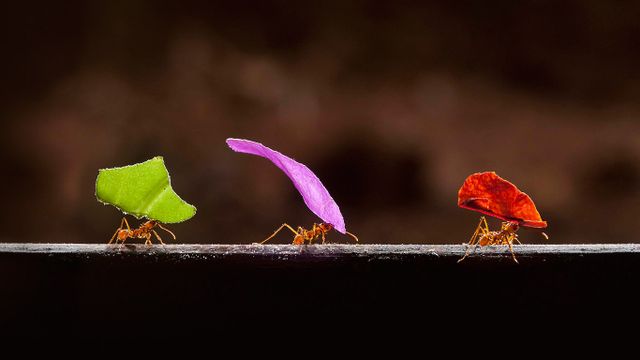 Fourmis coupe-feuille à Boca Tapada, Costa Rica