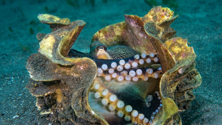 Veined octopus in a giant clam shell, Sulawesi Sea, Indonesia