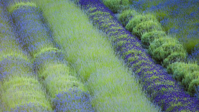 Rows of different lavender plants in a field in the Cowichan Valley in British Columbia