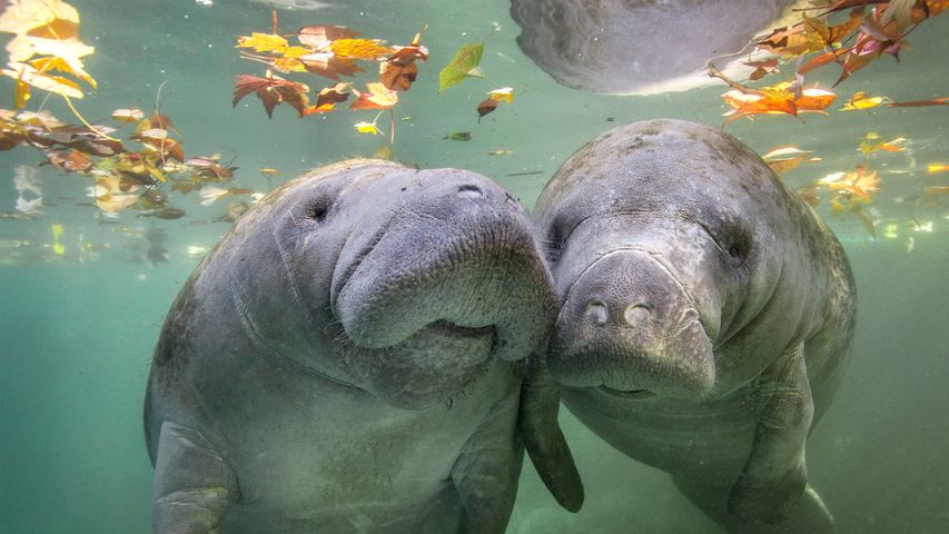 Dos manatíes, Crystal River, Florida, EE.UU.