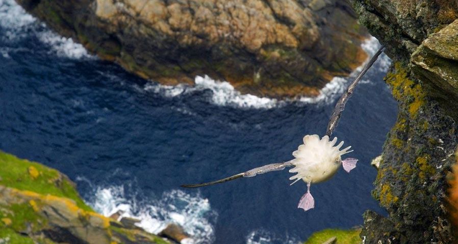 Rear view of bird hanging in air over steep cliffs, Shetland Islands, Scotland