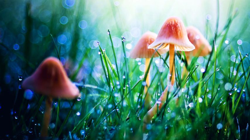 微距拍摄的梦幻仙境，草地中的蘑菇与露珠