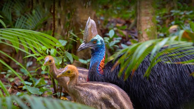 Southern cassowary, Queensland, Australia