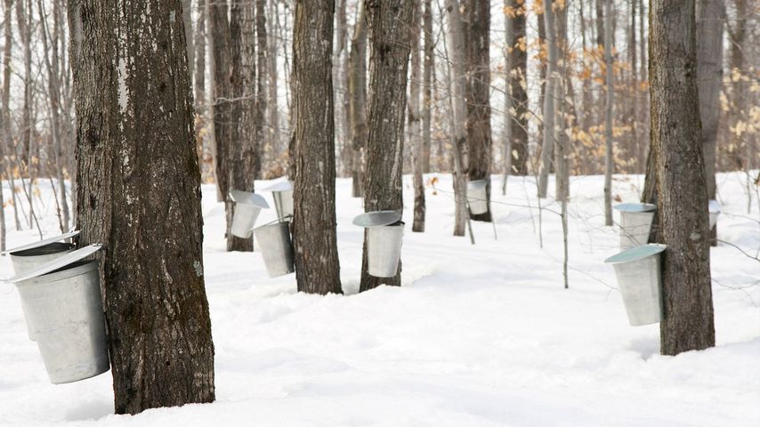 Pails used to collect sap of maple trees to produce maple syrup, Canada