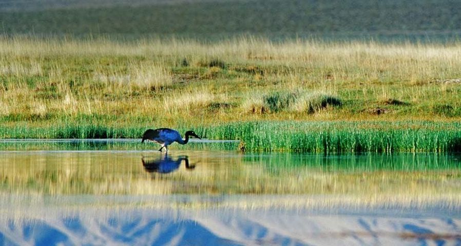 肃北盐池湾国家级自然保护区内的黑颈鹤
