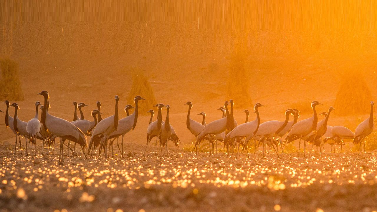 Demoiselle cranes come to Khichan village in Rajasthan, India