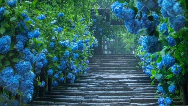 明月院のアジサイ, 神奈川 鎌倉
