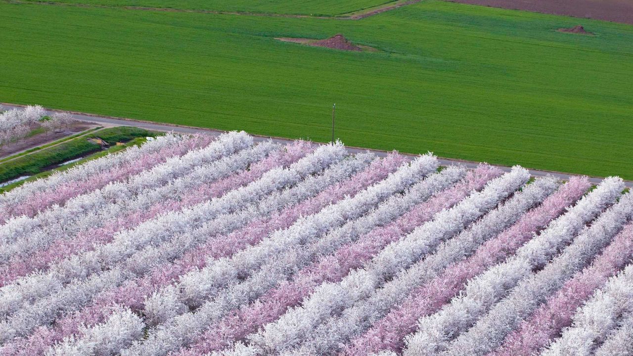 Almond orchards in bloom, Sacramento Valley, California, USA