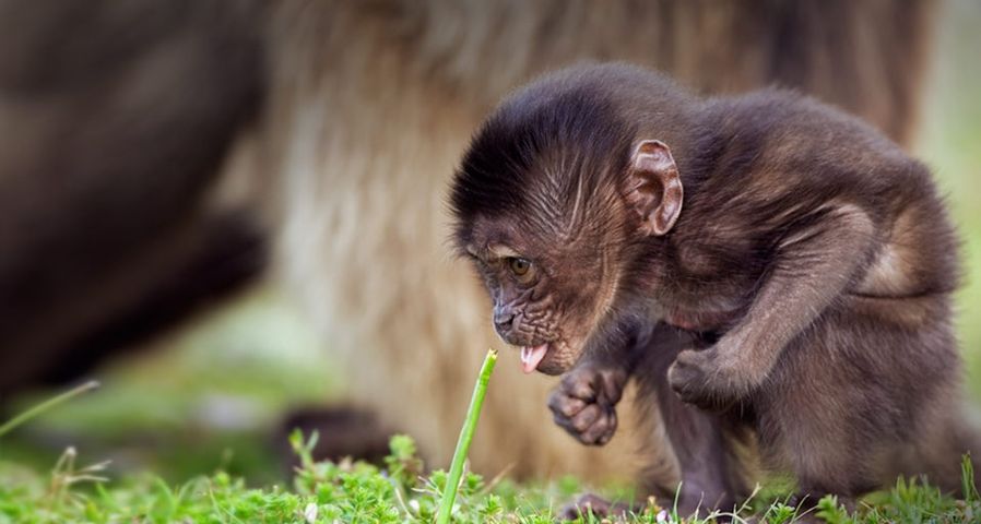 Infant gelada baboon in Simien Mountains National Park, Ethiopia