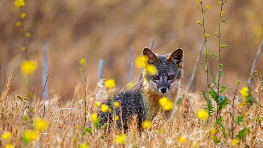 圣克鲁斯岛上的一只岛屿灰狐，加利福尼亚州海峡群岛国家公园