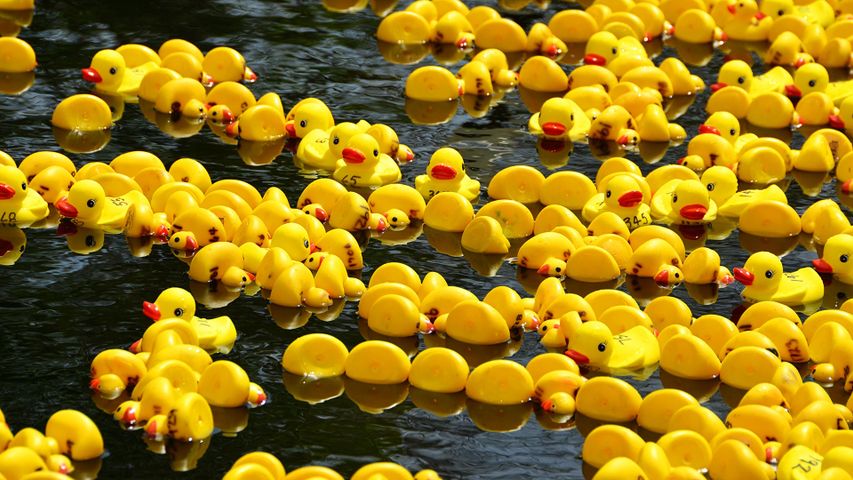 Rubber duck race for Boxing Day