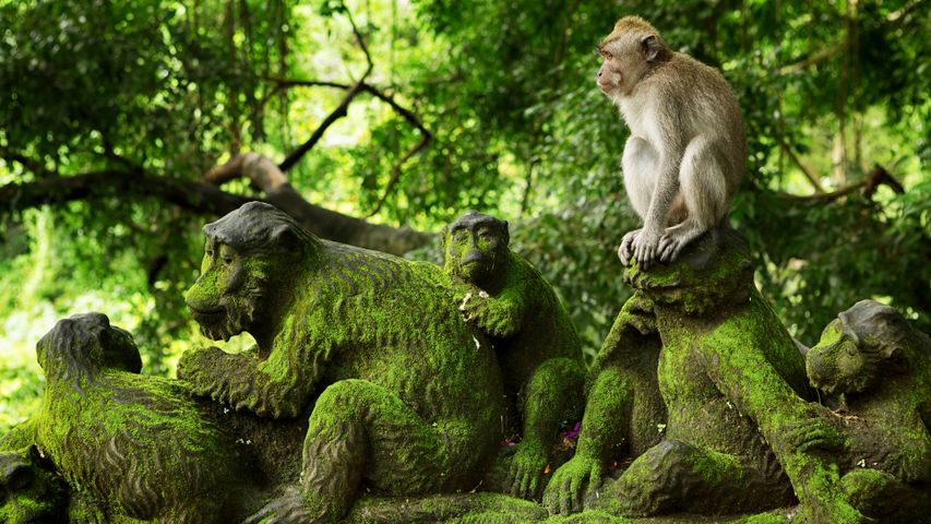 The monkey forest