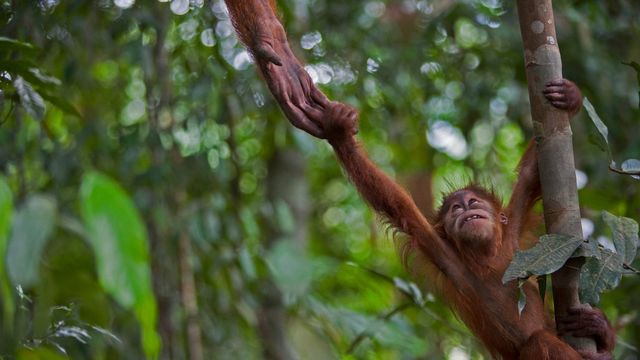 An infant Sumatran orangutan in Gunung Leuser National Park, Indonesia 