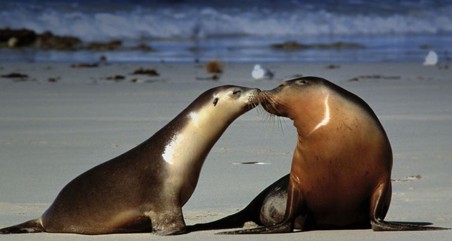 澳大利亚的“情侣”海豹