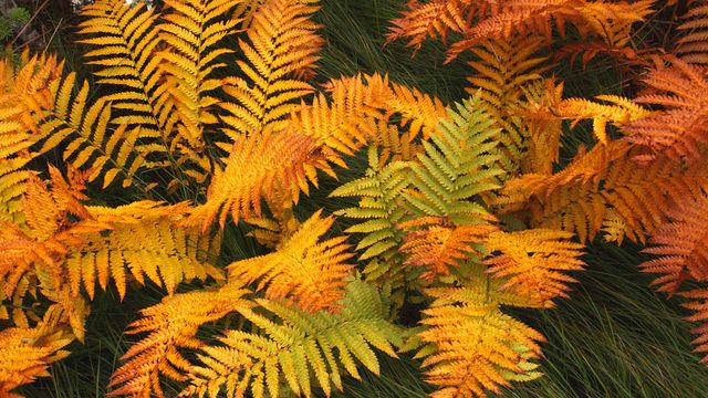 Frond in autumn colours, Gros Morne National Park, Newfoundland 