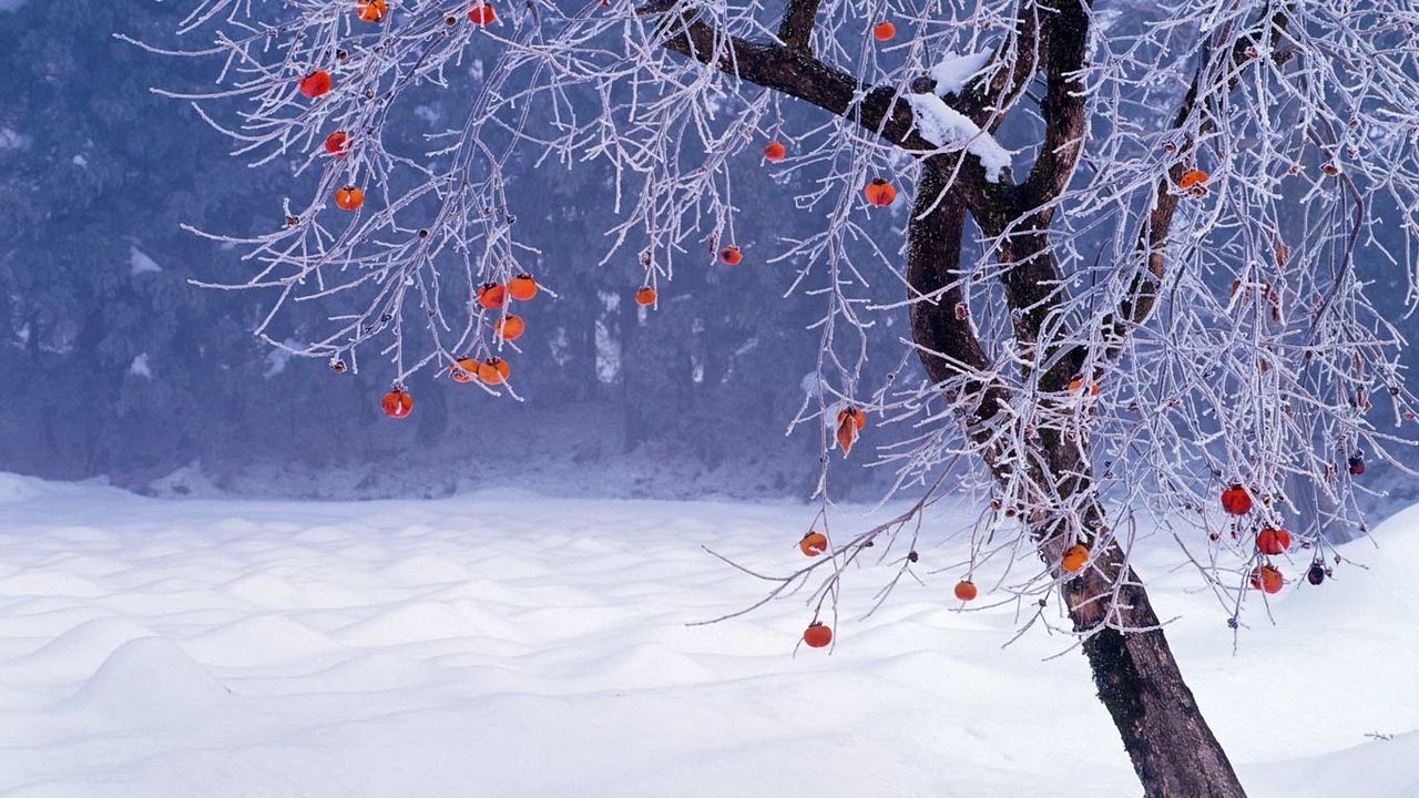 Japanese persimmon tree in winter, Fukushima Prefecture, Japan 