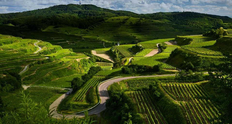Serpentinen schlängeln sich durch Weinberge in der Nähe des Kaiserstuhls – Andreas Wonisch/Getty Images ©