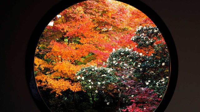 「悟りの窓の紅葉」京都, 源光庵