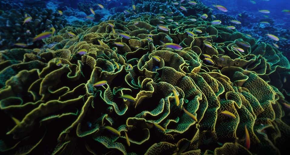 Fairy basslet fish in blooms of lettuce coral near the Phoenix Islands, Kiribati, Micronesia
