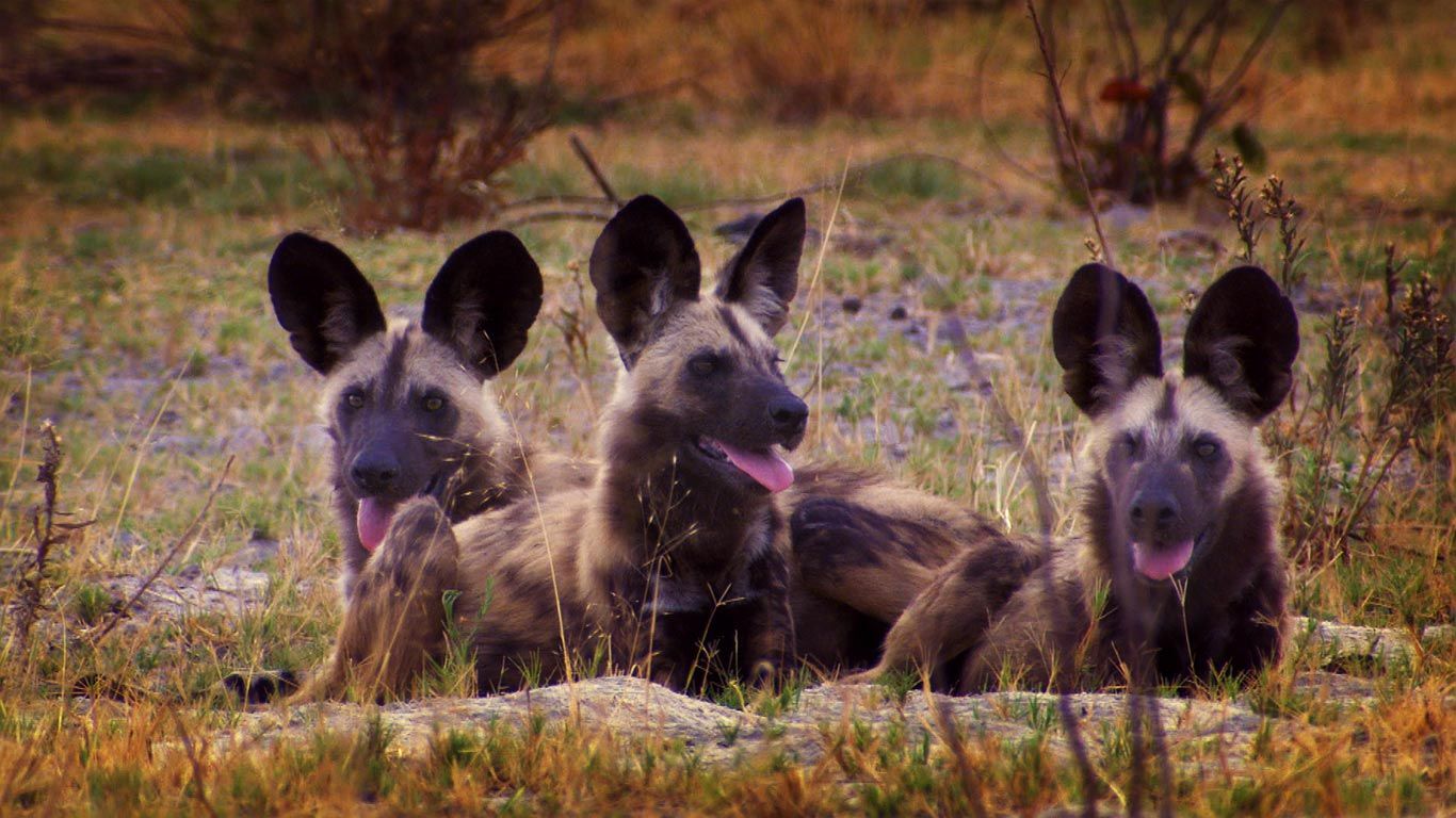 Are There Wild Dogs In America Are There Wild Dogs In America