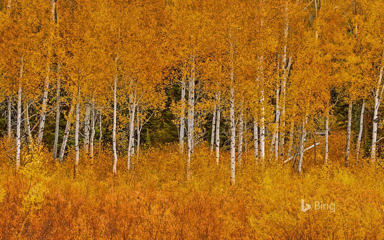 Bing Fall Colors Windows 10 Theme | Free Wallpaper Themes