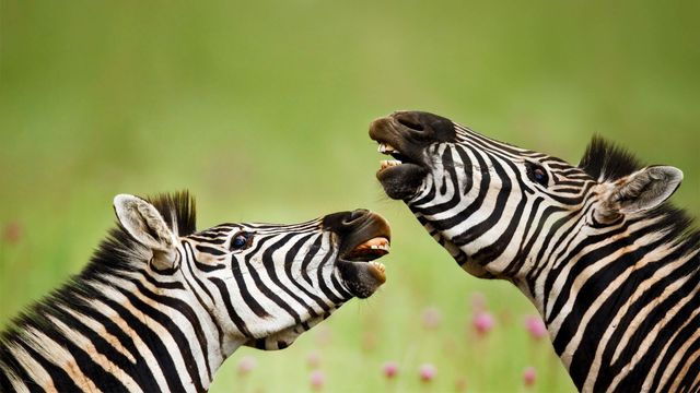 Burchell's zebra stallions, Rietvlei Nature Reserve, South Africa