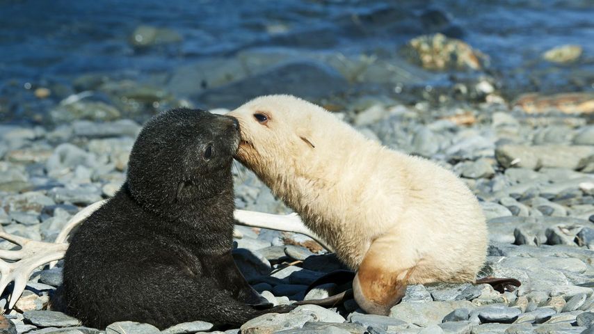 南佐治亚州财神湾，正在亲吻的一对南极海狗