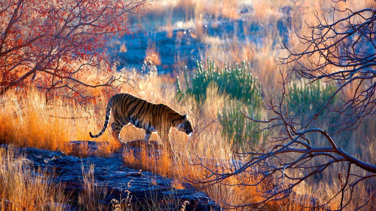 Bengal tiger, Ranthambore National Park, Rajasthan, India