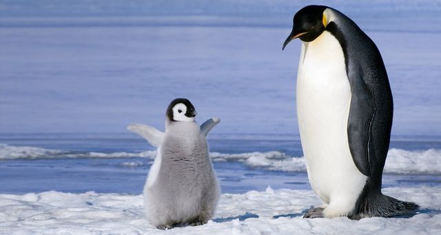Young emperor penguin