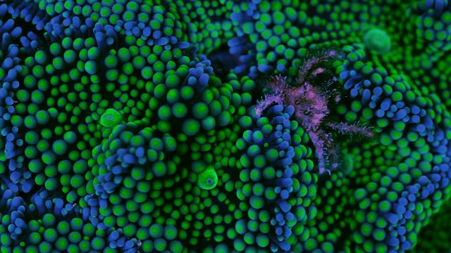 Banded clinging crab and Ricordea florida coral