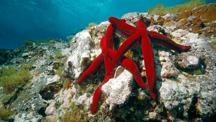 Étoile de mer rouge, Mer Méditerranée