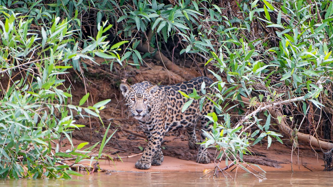 Un piccolo giaguaro sulla riva di un fiume, Pantanal, Brasile