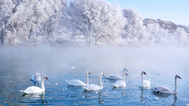 天鹅泉湿地公园，伊犁，新疆，中国