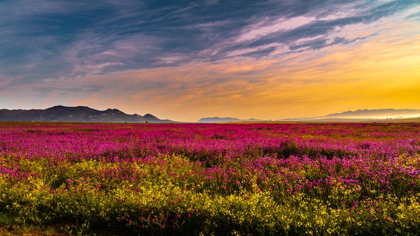 Pretty Paarl
