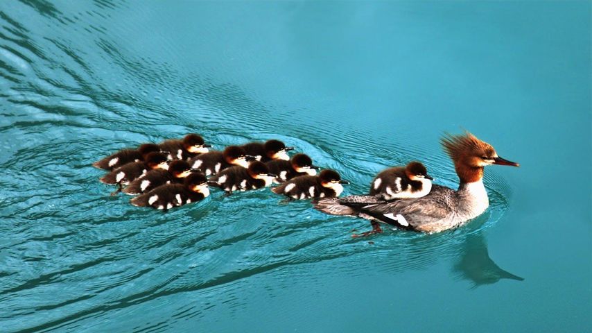 加拿大不列颠哥伦比亚省优鹤国家公园中的母鸭和幼崽