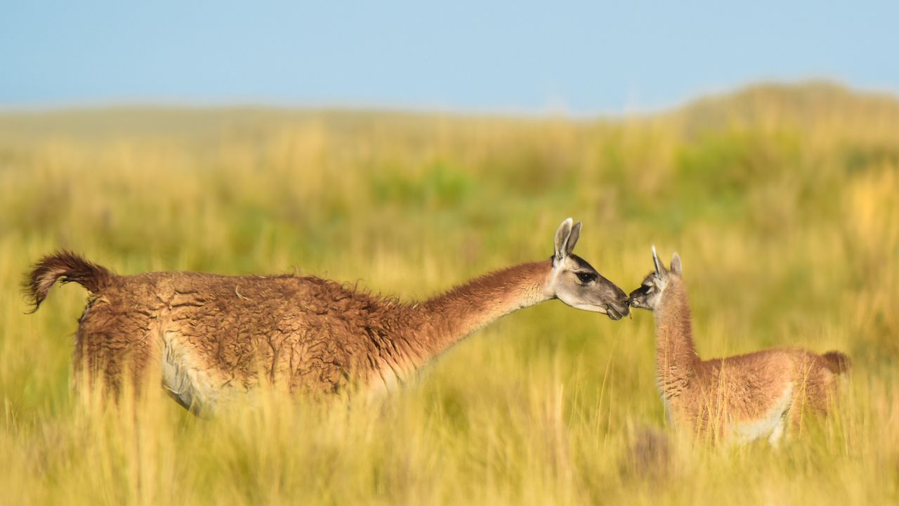 Guanako-Weibchen und neugeborenes Baby im Grasland, La Pampa, Argentinien