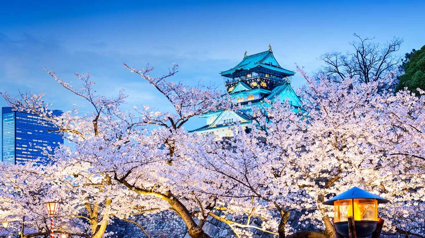 ｢桜と大阪城｣大阪