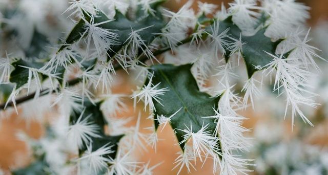Ice crystals on holly leaves in a woodland in Ambleside, Cumbria, England