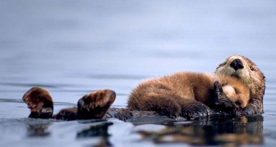 A female sea otter floats with a newborn pup resting on her chest in Prince William Sound, Alaska