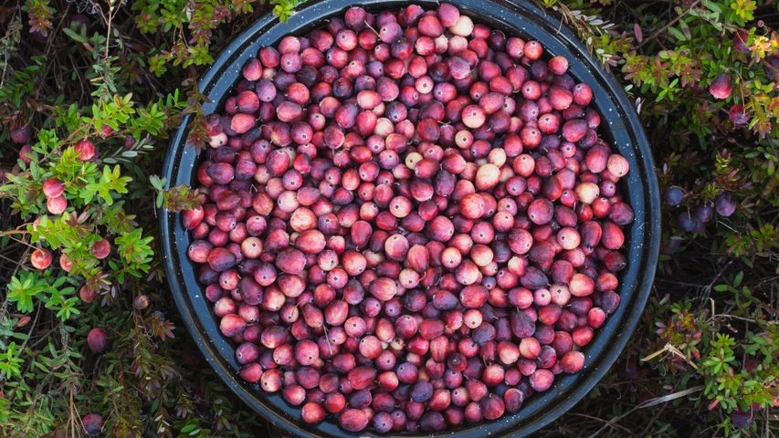 A bowl full of cranberries, Ontario, Canada