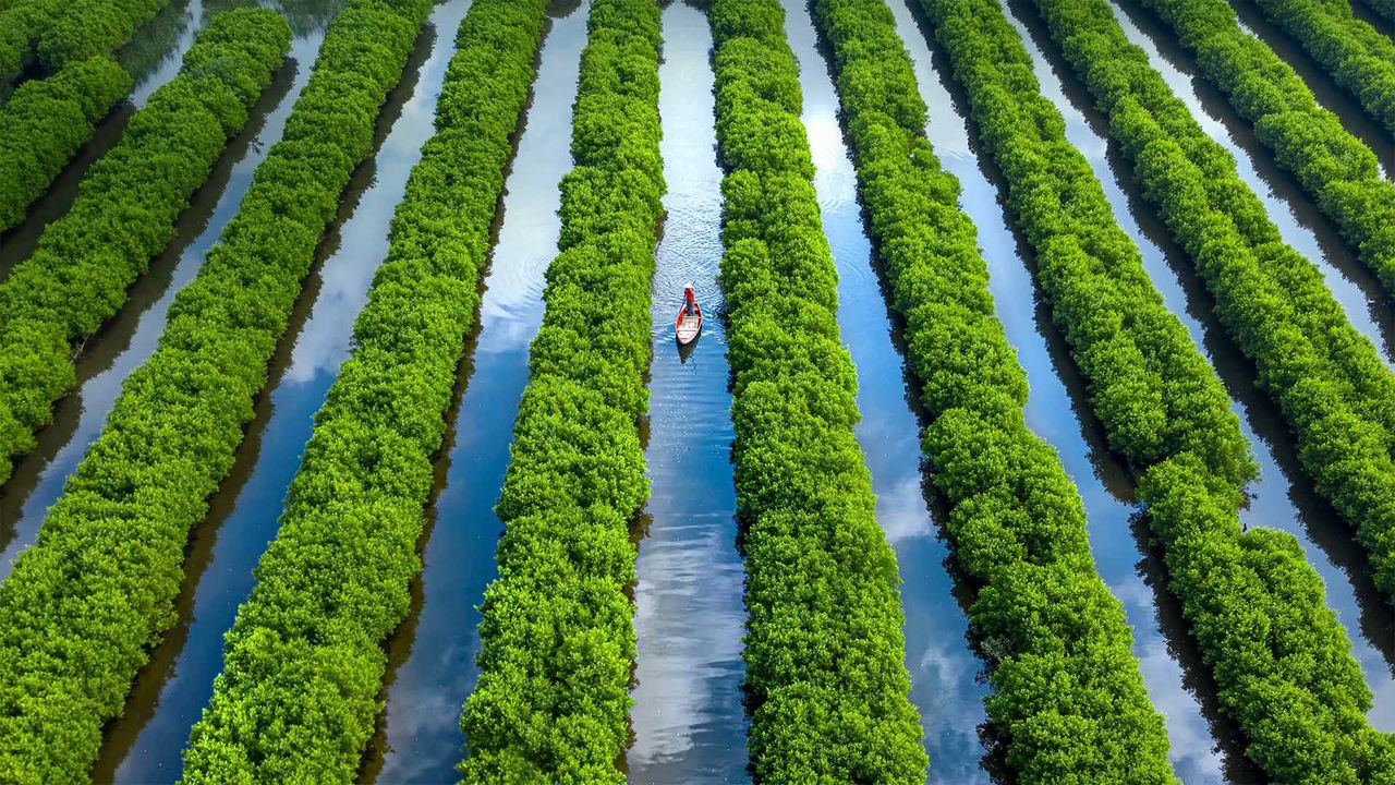 Bàu Cá Cái mangrove forest in Quảng Ngãi Province, Vietnam